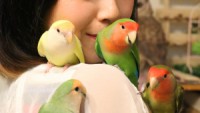 【インコサイダーってなんだ？】関東の鳥好きが集まる「小鳥のアートフェスタ in横浜」とはいったいなんだ？