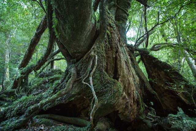 国境近くの離島に行こう! 手つかずの自然が残る絶景の島10選