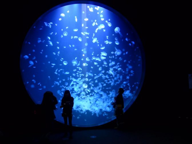 もはや芸術の域! クラゲが美しすぎる水族館10選