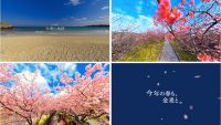 日本初。デスクが桜の特等席!? 360度で満開の桜が楽しめる金麦「桜咲く 春の金麦」