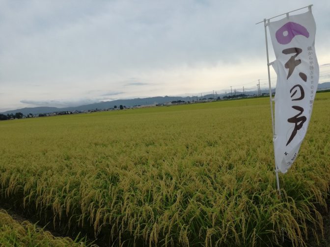 これまで県外に出回ることのなかった秋田県の旬の果物と、それに合う日本酒をセレクトし、定期的に届けてくれるサービス「Fruitreat」。女性起業家の矢野智美氏が自らの足で秋田の農家を巡りおいしいいちごを見つけ出した「Fruitreat」と、浅舞酒造「天の戸」がコラボし、新しい日本酒が誕生。