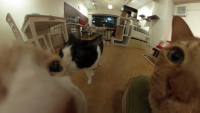 360°猫まみれをいつでも