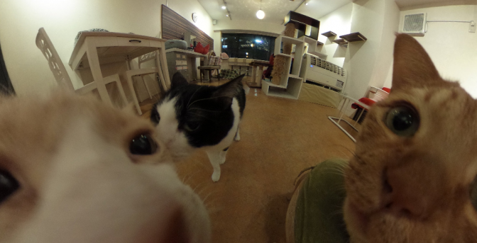 360°猫まみれをいつでも