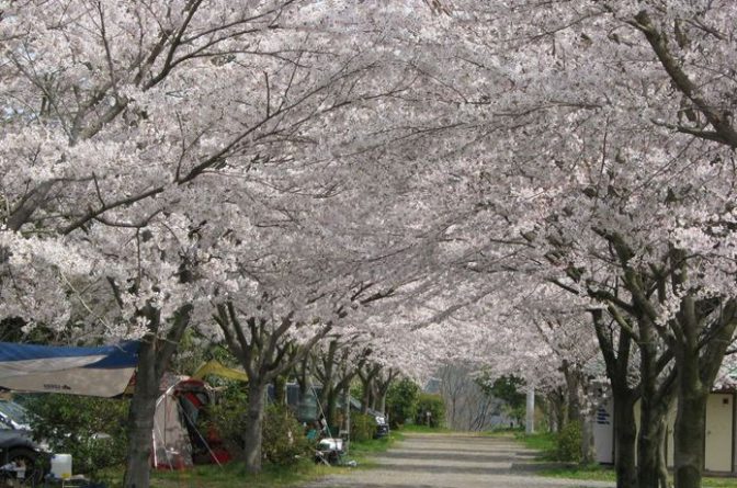 春キャンプはお花見が楽しい