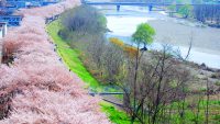 2.5kmの桜並木に感動