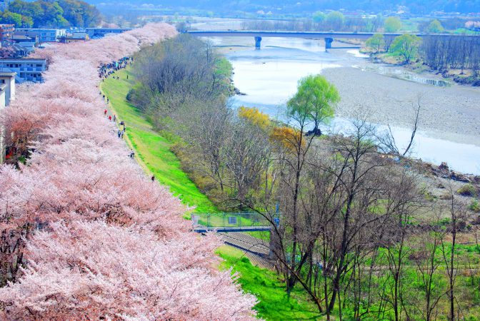 2.5kmの桜並木に感動