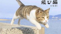 浅草が猫だらけになる日