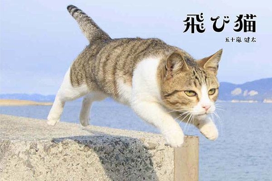 猫イベント「ねこ専」