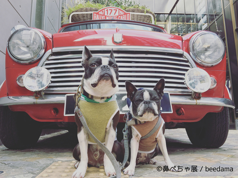 鼻ぺちゃ犬(短頭種)の合同写真＆物販展「鼻ぺちゃ展」