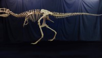 GWは親子でティラノサウルスに会いに行く。4/27～5/9阪急うめだ本店で「恐竜ランド」開催