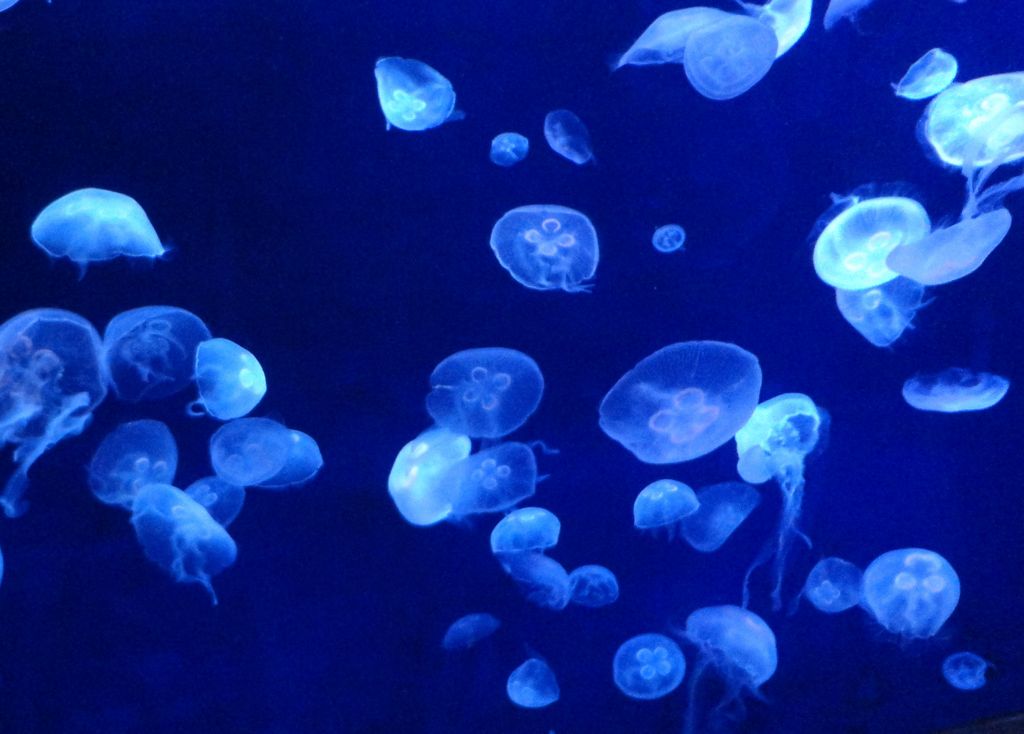 もはや芸術の域! クラゲが美しすぎる水族館10選 | ブーストマガジン