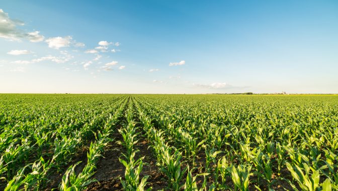 野菜の価格高騰で家計がピンチ! プロが伝授する対策術