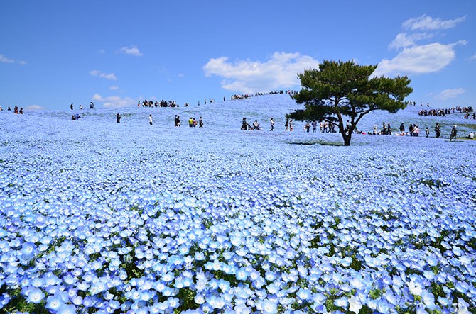 桜よりも幻想的!? 蒼い花「ネモフィラ」を見れるおすすめスポット9選