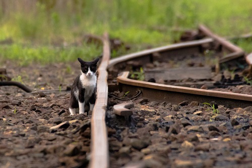 「猫×鉄道」異色コラボの写真展、7月25日から開催