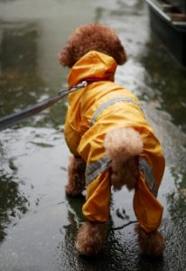 雨・雪の日の愛犬との散歩も楽しいね